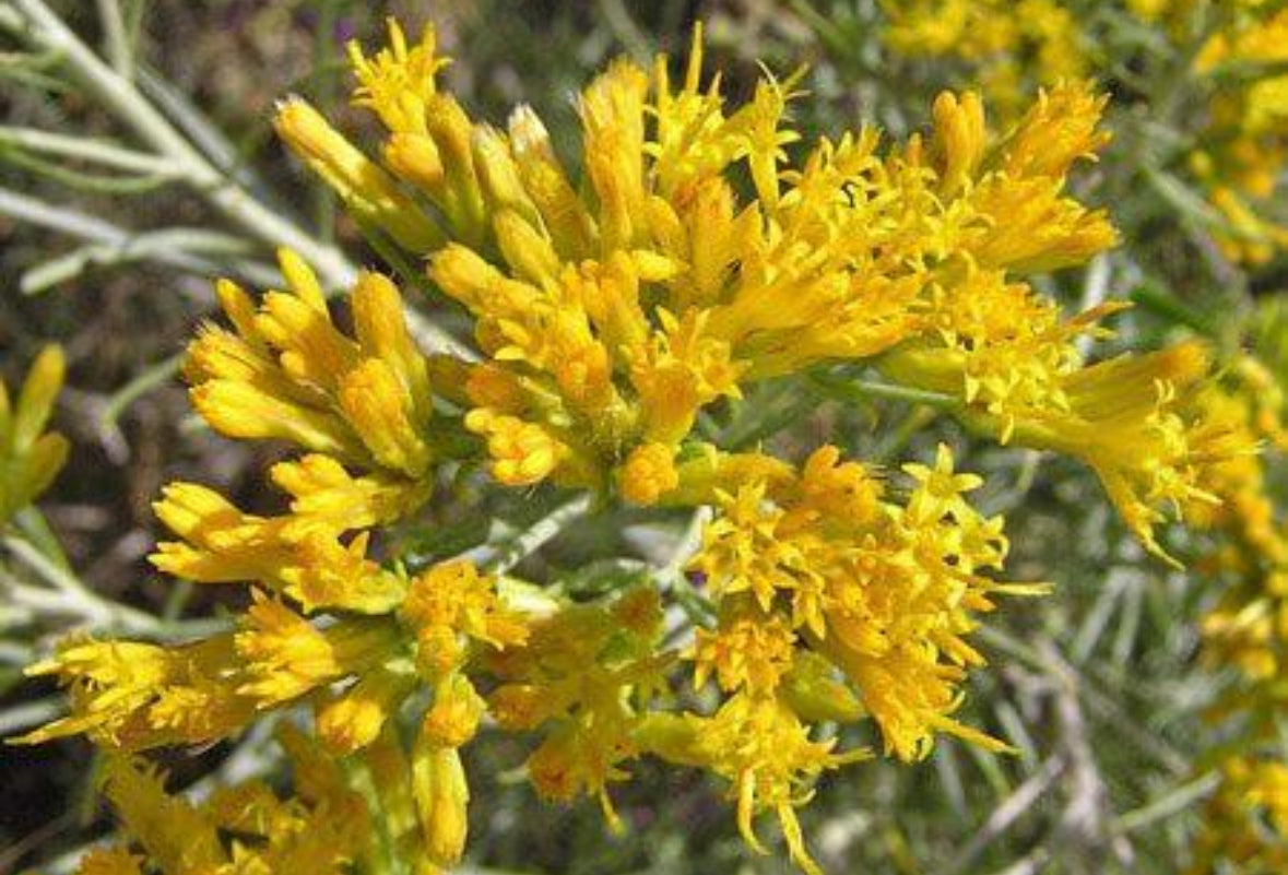 Colorado Rabbit Brush Honey