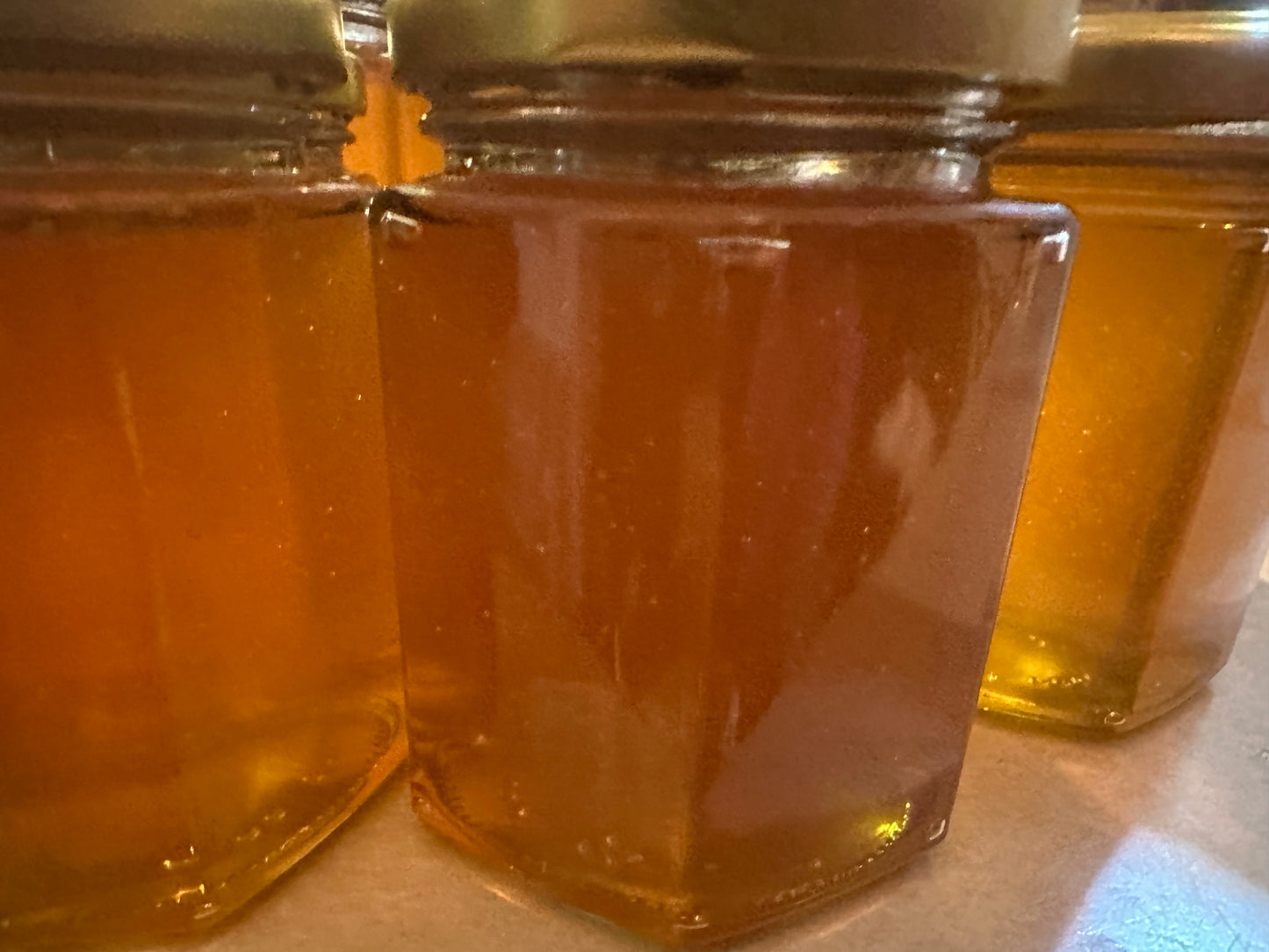 Colorado Alpine Wildflower